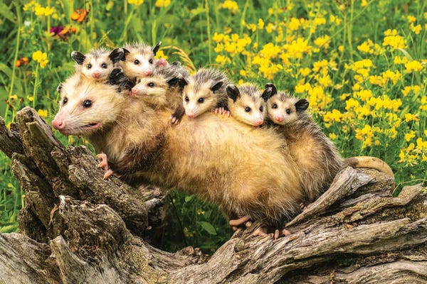 USA, Minnesota. Captive Opossum Mother Carrying Babies On Back.