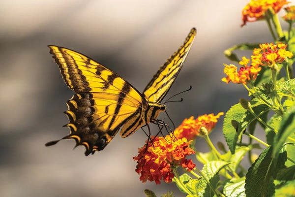 USA, New Mexico, Abq Biopark Botanic Garden. Western Tiger Swallowtail Butterfly On Flowers.