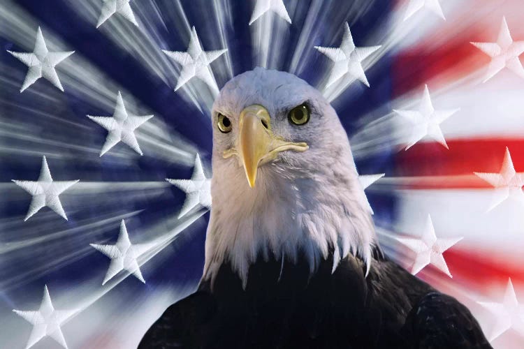 USA, California. Composite of bald eagle and American flag.