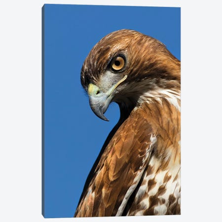 USA, California. Red-shouldered hawk portrait. Canvas Print #JYG122} by Jaynes Gallery Canvas Wall Art