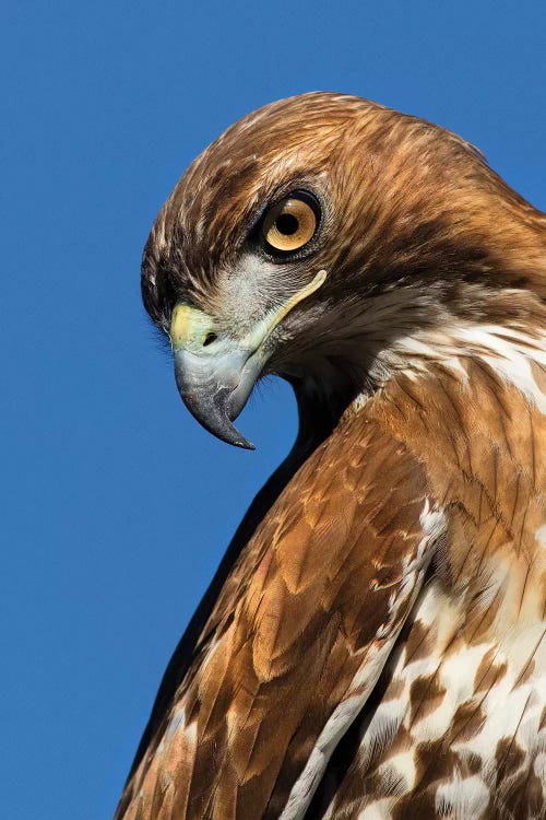 USA, California. Red-shouldered hawk portrait.