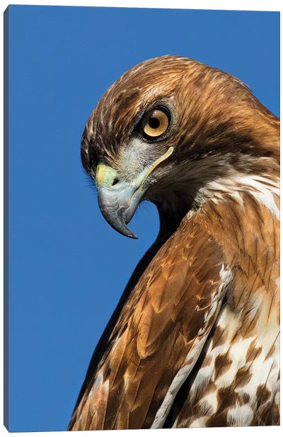 USA, California. Red-shouldered hawk portrait. Canvas Art Print - Buzzard & Hawk Art
