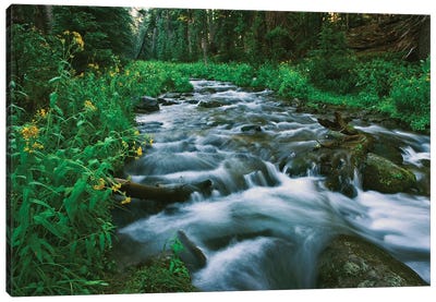 USA, California. Scenic of Coldwater Creek. Canvas Art Print - Calm Art
