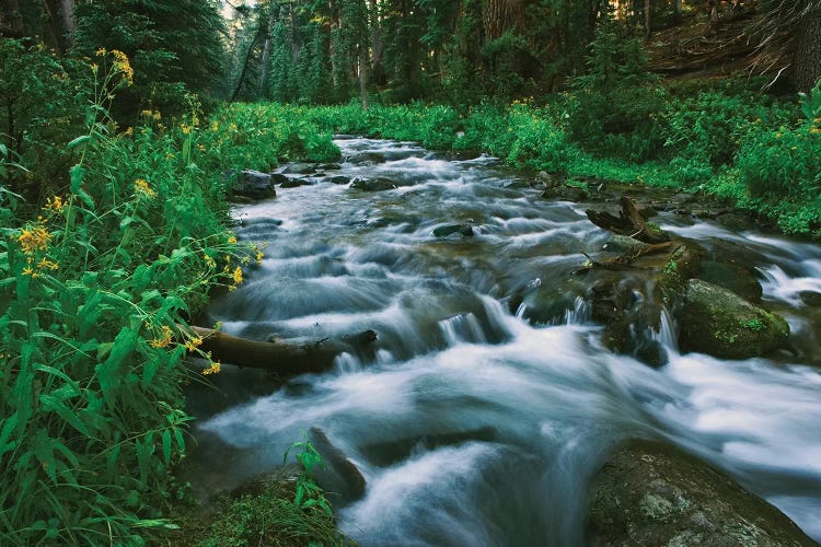 USA, California. Scenic of Coldwater Creek.