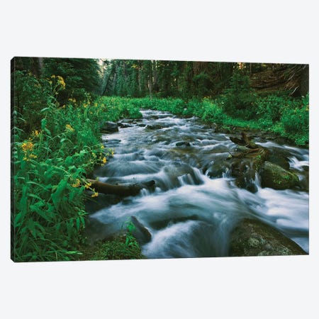 USA, California. Scenic of Coldwater Creek. Canvas Print #JYG123} by Jaynes Gallery Canvas Wall Art