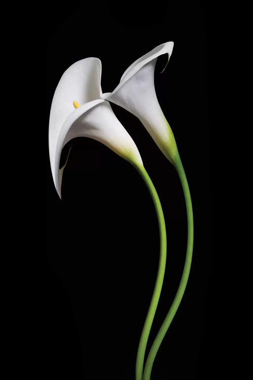 USA, California. Two calla lily flowers.