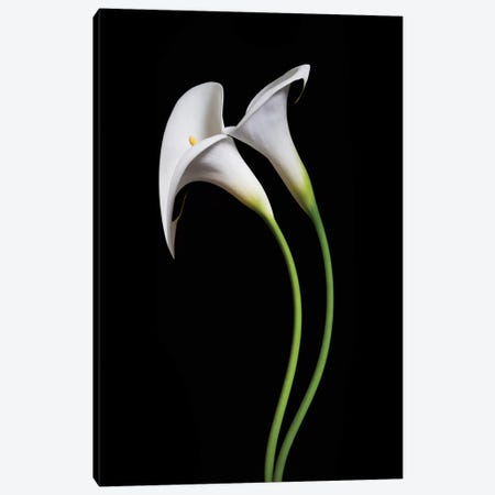 USA, California. Two calla lily flowers. Canvas Print #JYG124} by Jaynes Gallery Canvas Art Print