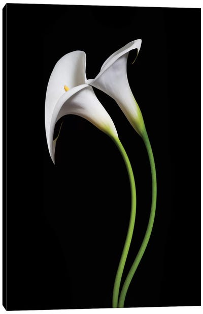 USA, California. Two calla lily flowers. Canvas Art Print