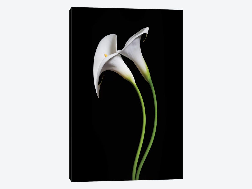 USA, California. Two calla lily flowers. by Jaynes Gallery 1-piece Canvas Print