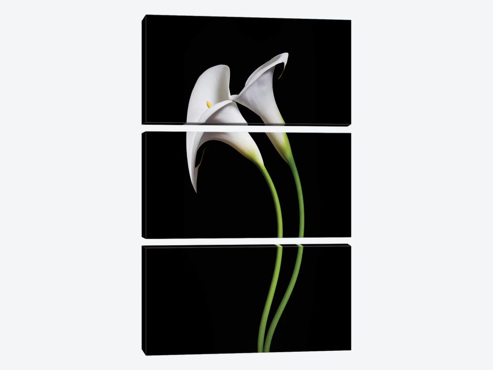 USA, California. Two calla lily flowers. by Jaynes Gallery 3-piece Canvas Print