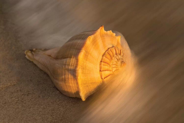 USA, Florida, Sanibel Island. Lightning whelk shell on beach sand.