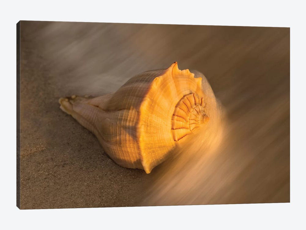 USA, Florida, Sanibel Island. Lightning whelk shell on beach sand. by Jaynes Gallery 1-piece Canvas Wall Art
