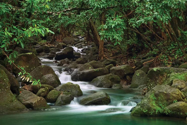 USA, Hawaii, Kauai. Creek in a rainforest.