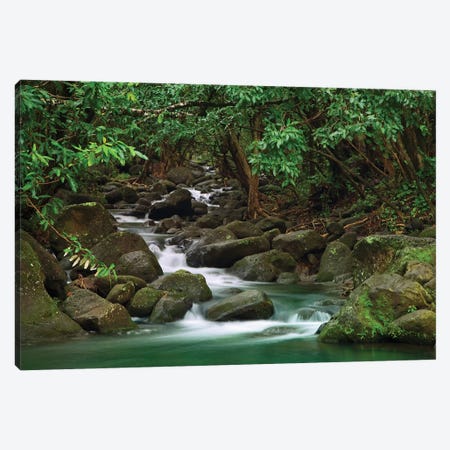 USA, Hawaii, Kauai. Creek in a rainforest. Canvas Print #JYG134} by Jaynes Gallery Canvas Wall Art