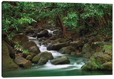 USA, Hawaii, Kauai. Creek in a rainforest. Canvas Art Print - Kauai