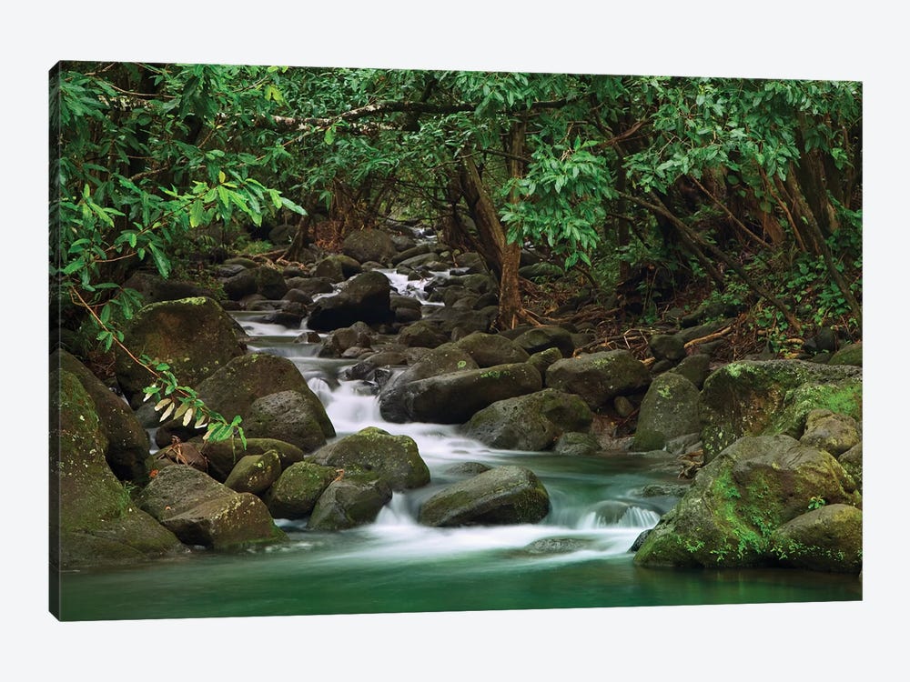 USA, Hawaii, Kauai. Creek in a rainforest. by Jaynes Gallery 1-piece Canvas Artwork