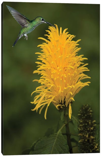 Caribbean, Costa Rica. Green-crowned brilliant hummingbird feeding. Canvas Art Print - Central America