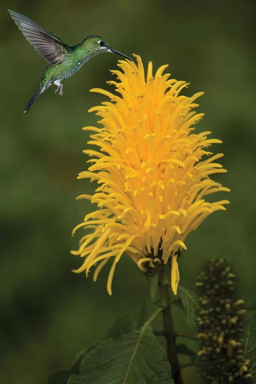 Caribbean, Costa Rica. Green-crowned brilliant hummingbird feeding.