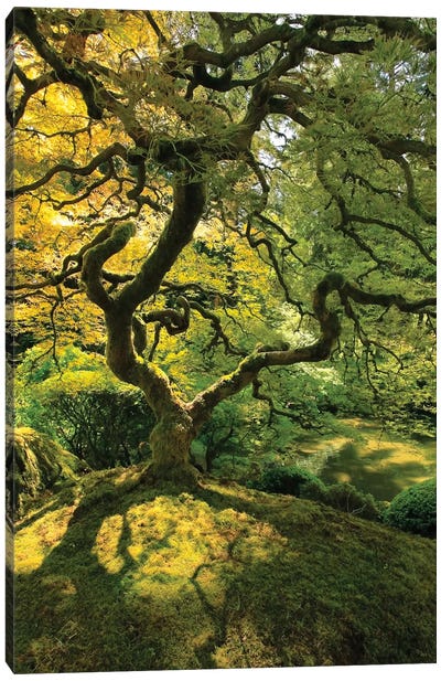 Usa, Oregon, Portland. Japanese lace maple tree Canvas Art Print - Oregon Art