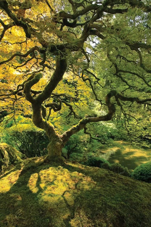 Usa, Oregon, Portland. Japanese lace maple tree