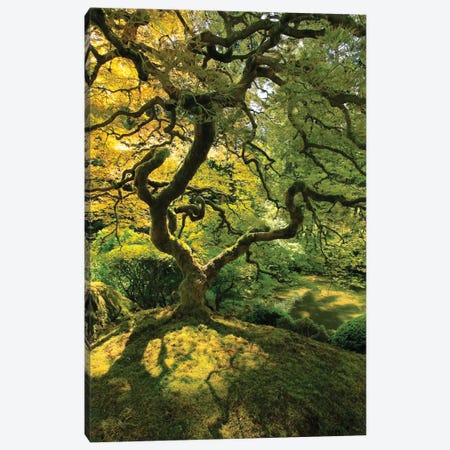 Usa, Oregon, Portland. Japanese lace maple tree Canvas Print #JYG145} by Jaynes Gallery Canvas Art Print