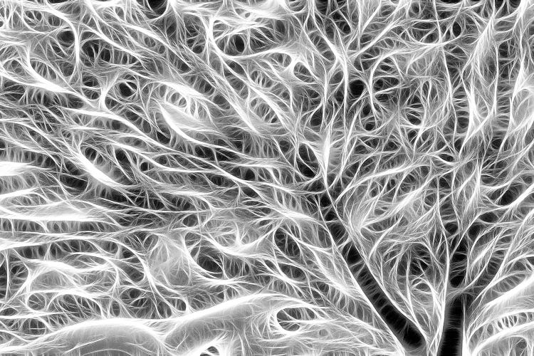 USA, Oregon. Black and white abstract of sea fan.