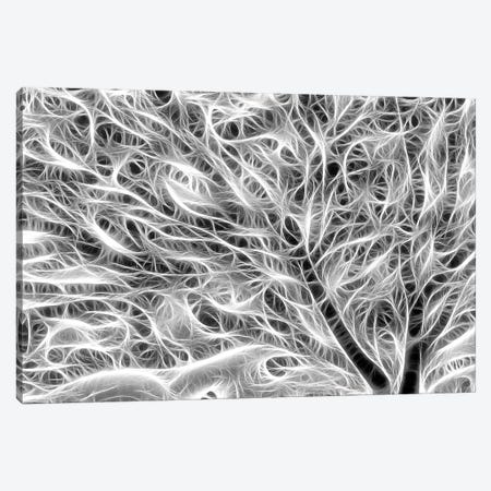 USA, Oregon. Black and white abstract of sea fan. Canvas Print #JYG151} by Jaynes Gallery Canvas Art Print