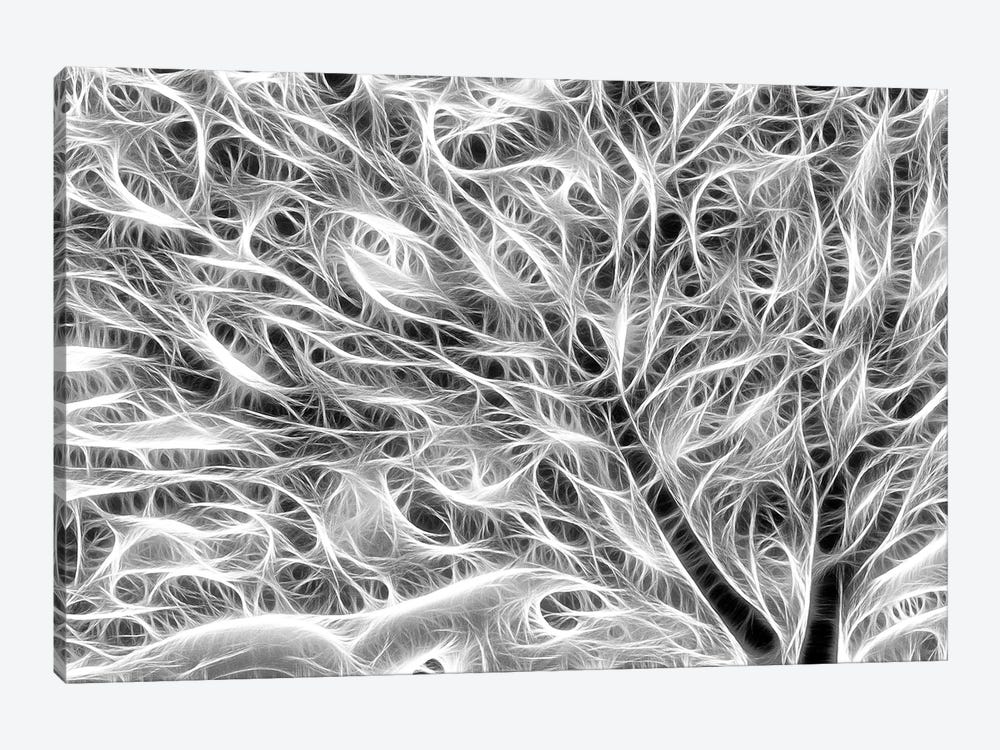 USA, Oregon. Black and white abstract of sea fan. 1-piece Art Print