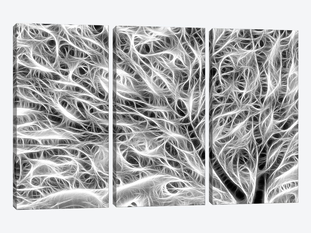 USA, Oregon. Black and white abstract of sea fan. by Jaynes Gallery 3-piece Canvas Art Print