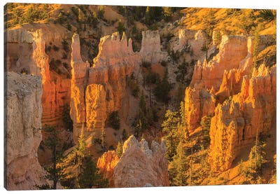 USA, Utah, Bryce Canyon National Park. Canyon overview. Canvas Art Print - Bryce Canyon National Park Art