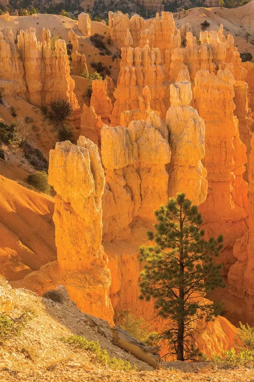 USA, Utah, Bryce Canyon National Park. Rock formations.