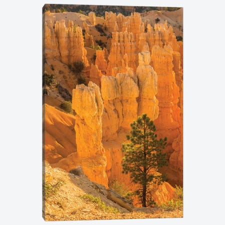 USA, Utah, Bryce Canyon National Park. Rock formations. Canvas Print #JYG157} by Jaynes Gallery Canvas Art