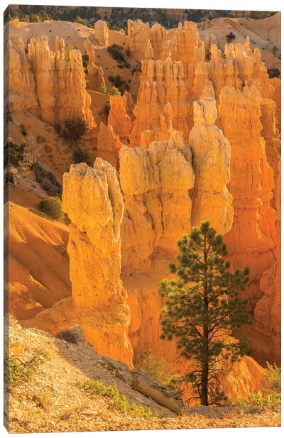 USA, Utah, Bryce Canyon National Park. Rock formations. Canvas Art Print - Bryce Canyon National Park Art
