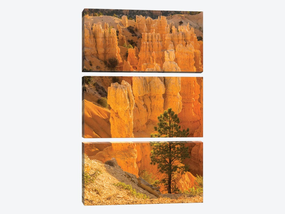 USA, Utah, Bryce Canyon National Park. Rock formations. by Jaynes Gallery 3-piece Art Print
