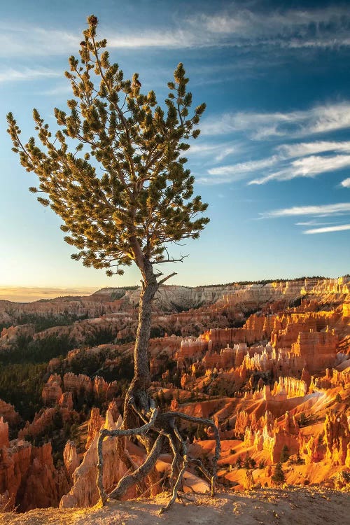 USA, Utah, Bryce Canyon National Park. Sunrise on ponderosa pine and canyon.