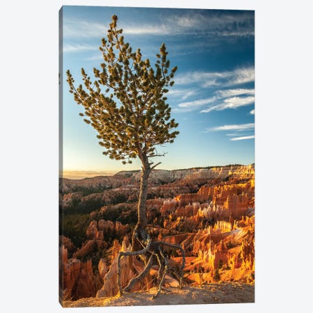 USA, Utah, Bryce Canyon National Park. Sunrise on ponderosa pine and canyon. Canvas Print #JYG159} by Jaynes Gallery Canvas Print