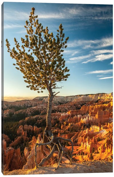 USA, Utah, Bryce Canyon National Park. Sunrise on ponderosa pine and canyon. Canvas Art Print - Bryce Canyon National Park