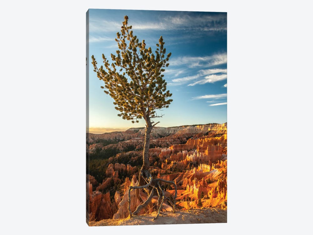 USA, Utah, Bryce Canyon National Park. Sunrise on ponderosa pine and canyon. 1-piece Canvas Print