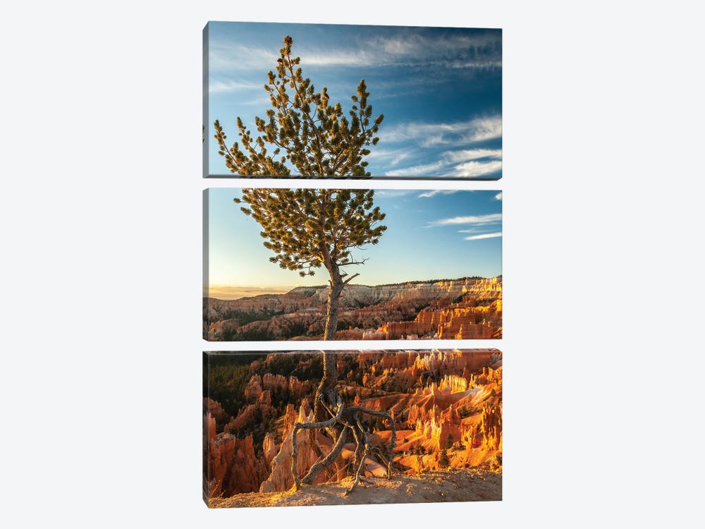 USA, Utah, Bryce Canyon National Park. Sunrise on ponderosa pine and canyon. by Jaynes Gallery 3-piece Art Print