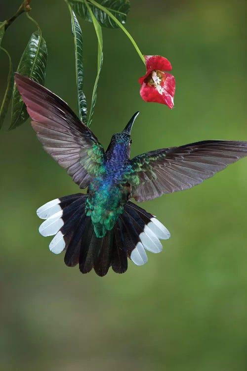 Caribbean, Costa Rica. Violet sabrewing hummingbird feeding.