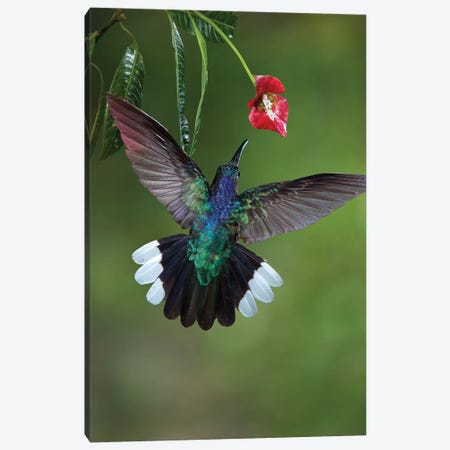 Caribbean, Costa Rica. Violet sabrewing hummingbird feeding. Canvas Print #JYG15} by Jaynes Gallery Canvas Wall Art