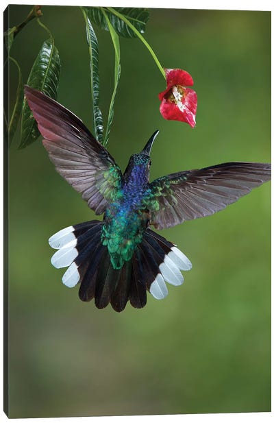Caribbean, Costa Rica. Violet sabrewing hummingbird feeding. Canvas Art Print - Costa Rica