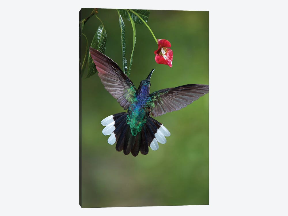 Caribbean, Costa Rica. Violet sabrewing hummingbird feeding. by Jaynes Gallery 1-piece Canvas Art Print