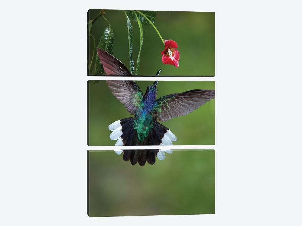 Caribbean, Costa Rica. Violet sabrewing hummingbird feeding. by Jaynes Gallery 3-piece Art Print