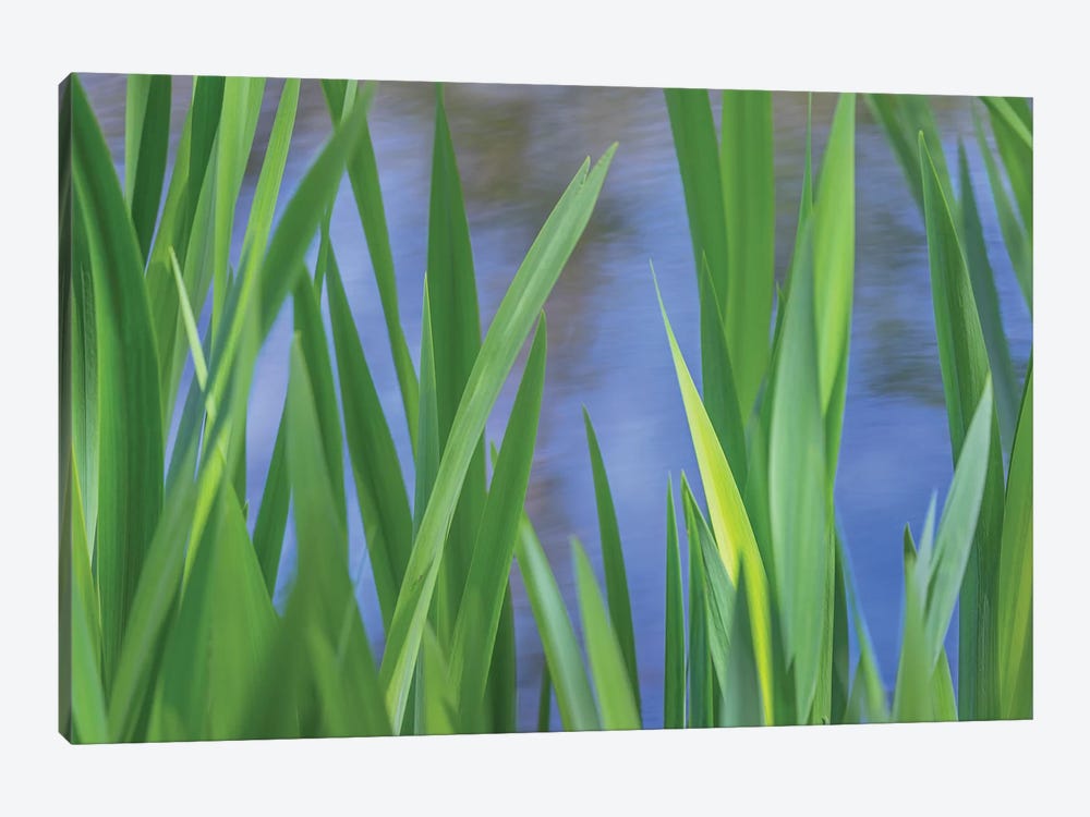 USA, Washington State, Bainbridge Island. Cattails on pond in spring. by Jaynes Gallery 1-piece Canvas Art