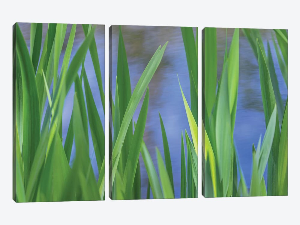 USA, Washington State, Bainbridge Island. Cattails on pond in spring. by Jaynes Gallery 3-piece Canvas Wall Art