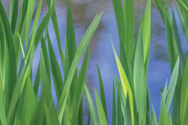 Jaynes Gallery: USA, Washington State, Bainbridge Island. Cattails on pond in spring. by Jaynes Gallery