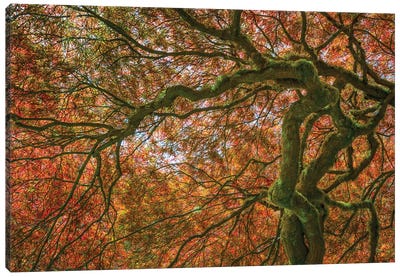 USA, Washington State, Bainbridge Island. Japanese maple tree close-up. Canvas Art Print - Maple Tree Art