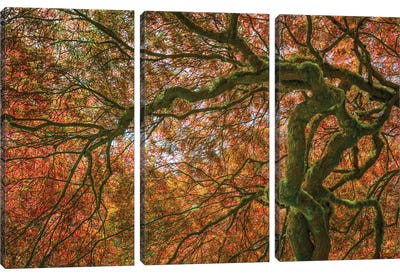 USA, Washington State, Bainbridge Island. Japanese maple tree close-up. Canvas Art Print - Maple Tree Art