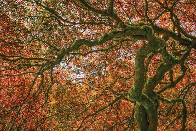 USA, Washington State, Bainbridge Island. Japanese maple tree close-up.